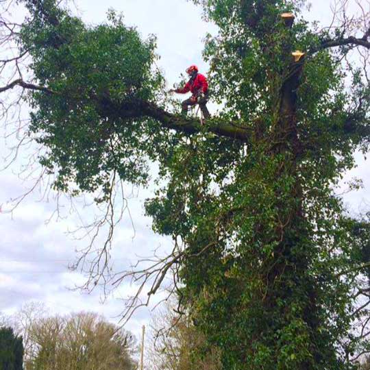 Professional Tree Surgery Services Devon & Cornwall | Oak Valley